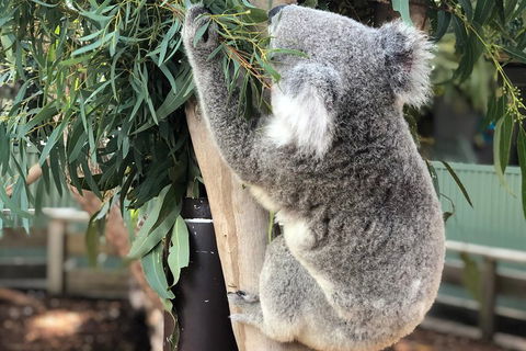 Private Blue Mountains And Wildlife Park Tour From Sydney With Barbecue Lunch - Pubs and Clubs 0