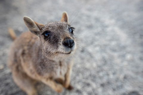 Chillagoe Caves And Outback Day Trip From Cairns - Go Out 2