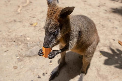 Chillagoe Caves And Outback Day Trip From Cairns - Go Out 5