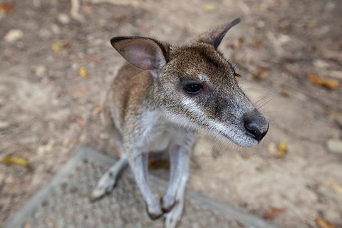 2 Day Daintree Rainforest, Cape Tribulation And Outback Chillagoe Tour - Go Out 4