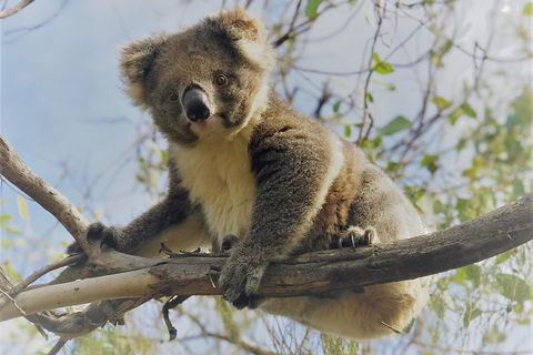 Kangaroo Island Scenic Trail Tour - Pubs and Clubs 2