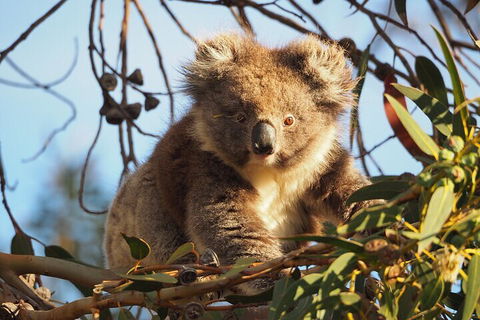2-Hour Koala Walking Tour In Kangaroo Island - Pubs and Clubs 0
