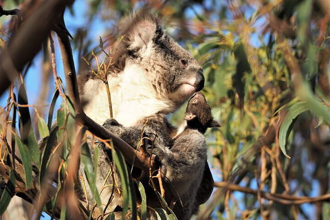 2-Hour Koala Walking Tour In Kangaroo Island - Pubs and Clubs 1