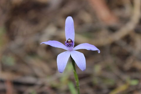 2-Hour Koala Walking Tour In Kangaroo Island - Pubs and Clubs 2