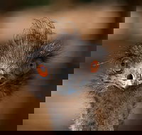 Currumbin Wildlife Sanctuary General Entry Ticket - Pubs and Clubs