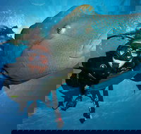 Great Barrier Reef Snorkeling and Diving Cruise from Cairns - Pubs and Clubs