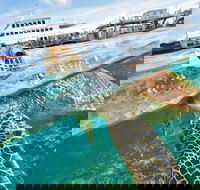 Scenic Helicopter Flight to Moore Reef and Return Snorkeling Cruise from Cairns - Pubs and Clubs