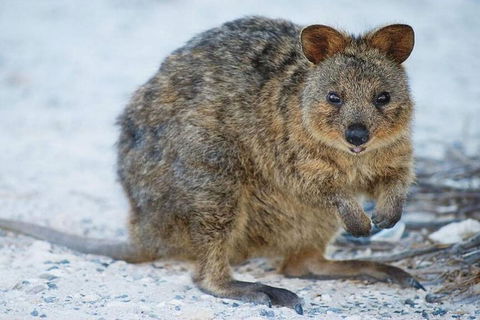 Perth To Rottnest Island Roundtrip Ferry Ticket - Go Out 3