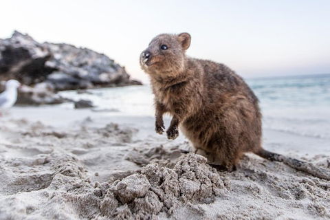 Perth To Rottnest Island Roundtrip Ferry Ticket - Go Out 5