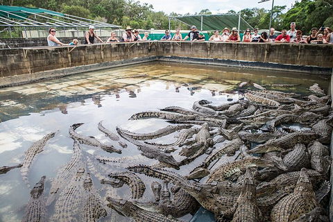 Breakfast With The Koalas At Hartley's Crocodile Park From Cairns Or Palm Cove - Pubs and Clubs 1