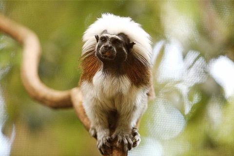 Breakfast With The Koalas At Hartley's Crocodile Park From Cairns Or Palm Cove - Pubs and Clubs 3