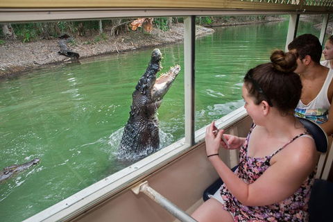 Breakfast With The Koalas At Hartley's Crocodile Park From Cairns Or Palm Cove - Pubs and Clubs 4