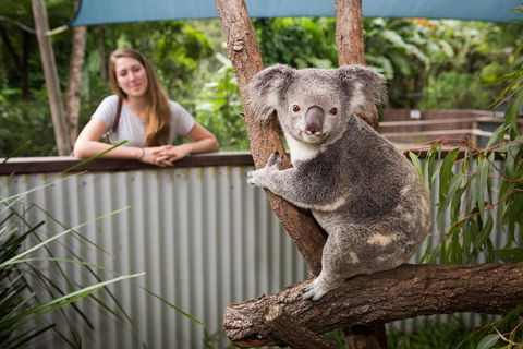 Breakfast With The Koalas At Hartley's Crocodile Park From Cairns Or Palm Cove - Pubs and Clubs 5