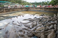 Hartley's Crocodile Adventures Day Trip from Palm Cove