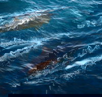 Sydney Whale-Watching Cruise - Pubs and Clubs