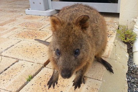 Wave Rock, Pinnacles And Rottnest One Day Aeroplane Tour - Go Out 0
