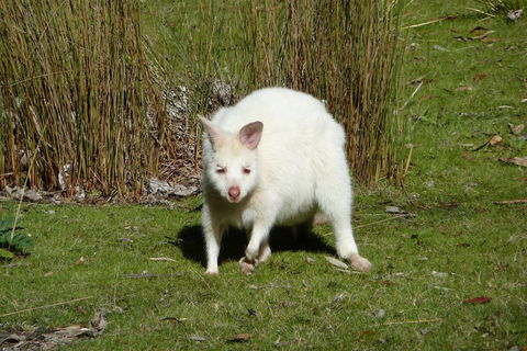 7-Day Super Value Tour Of Tasmania: Explore Tasmania's West And East Coasts - Pubs and Clubs 1