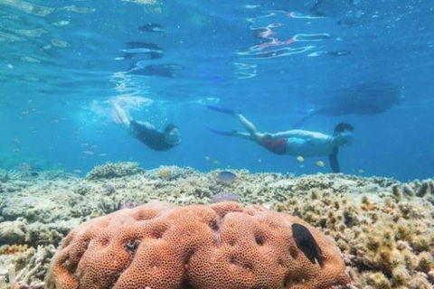 Great Barrier Reef Day Cruise To Reefworld - Pubs and Clubs 1