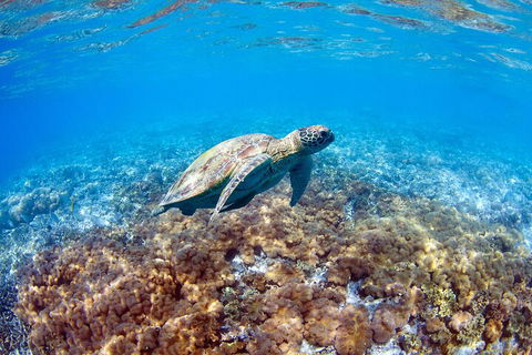 Great Barrier Reef Day Cruise To Reefworld - Pubs and Clubs 5