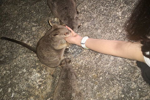 Private Tour To Paronella Park, Historic Village Herberton And Wild Life Wallaby - Pubs and Clubs 4