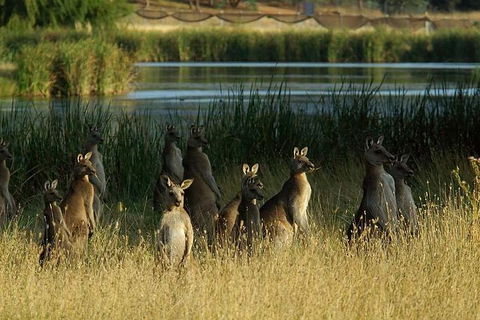 Canberra - The National Capital | Full Day Private Tour | Departs From Sydney - Pubs and Clubs 3