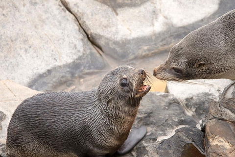Kangaroo Island Luxury Small Group 'Flinders Chase Focus' Full Day Tour - Pubs and Clubs 2
