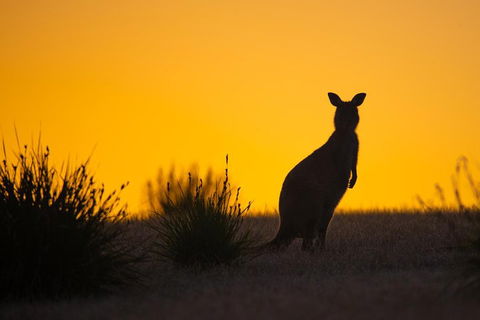 Kangaroo Island Luxury Small Group 'Flinders Chase Focus' Full Day Tour - Pubs and Clubs 5