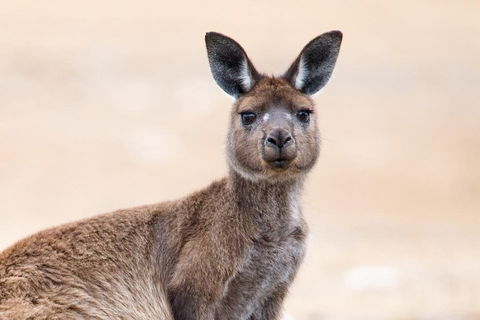Kangaroo Island Luxury Small Group 'East End Explorer' Full Day Tour - Pubs and Clubs 1