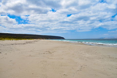 Kangaroo Island Luxury Small Group 'East End Explorer' Full Day Tour - Pubs and Clubs 3