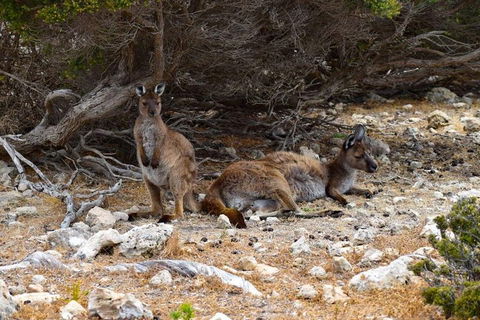 Kangaroo Island Luxury Small Group 'East End Explorer' Full Day Tour - Pubs and Clubs 4