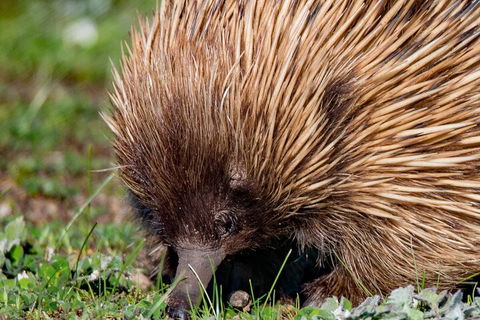 Kangaroo Island Luxury Small Group 'East End Explorer' Full Day Tour - Pubs and Clubs 5