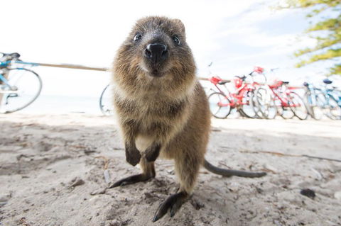 Rottnest Island Round-Trip Ferry From Perth Or Fremantle - Go Out 3