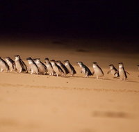 Phillip Island Penguin Parade Express Tour from Melbourne - Pubs and Clubs