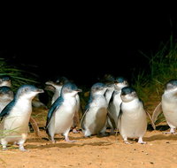 Puffing Billy Moonlit Sanctuary  Penguins Day Tour - Pubs and Clubs