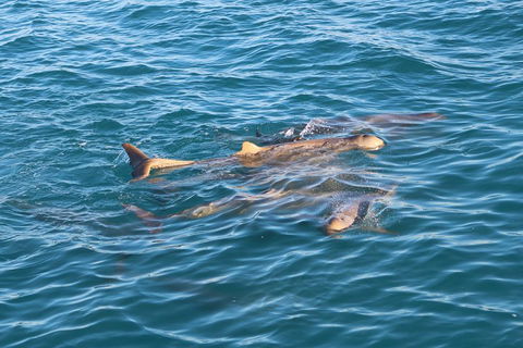 Roebuck Bay Snubfin Dolphin Cruise - Pubs and Clubs 0