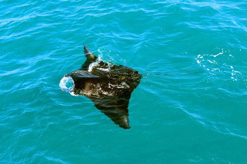 Roebuck Bay Snubfin Dolphin Cruise - Pubs and Clubs 5