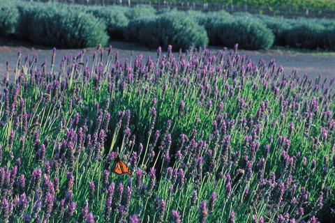 Brisbane Day In The Country Full-Day Small-Group Tour With Lunch - Go Out 5