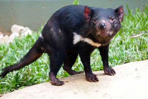 Kuranda Highlights Including Rainforestation Aboriginal Culture And Wildlife - Pubs and Clubs 3