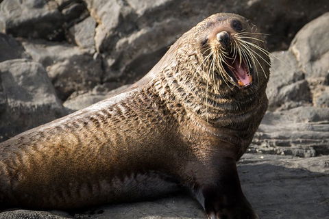 Kangaroo Island 75-Minute Ocean Safari - Pubs and Clubs 5