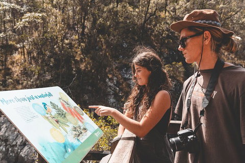 Springbrook AndTamborine Rainforest Tour Incl Natural Bridge And Glow Worm Cave - Go Out 0