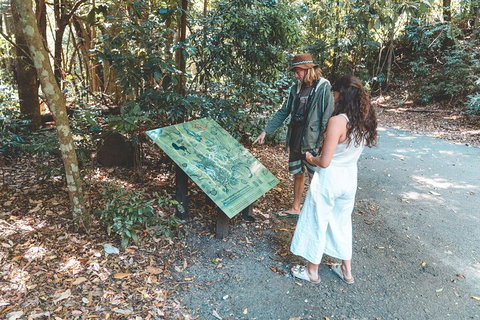 Springbrook AndTamborine Rainforest Tour Incl Natural Bridge And Glow Worm Cave - Go Out 5