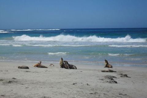 Kangaroo Island In A Day Tour From Adelaide - Pubs and Clubs 1