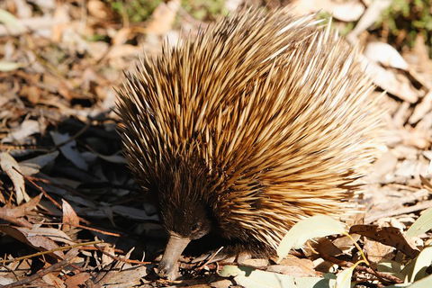 Kangaroo Island In A Day Tour From Adelaide - Pubs and Clubs 2