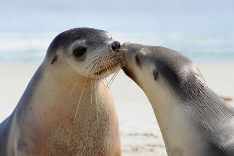 2 Day Ultimate Kangaroo Island With Return Ferry - Go Out 2