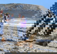 Full day Seal Bay Experience departing from Kangaroo Island - Pubs and Clubs