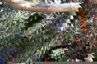 Small-Group Great Ocean Road Day Trip from Melbourne