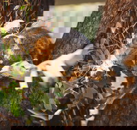 Melbourne City Tour and Phillip Island in One Day - Go Out