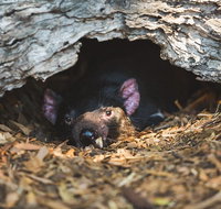 Private Tour Phillip Island Penguin Parade and Moonlit Sanctuary Conservation Park from Melbourne - Pubs and Clubs