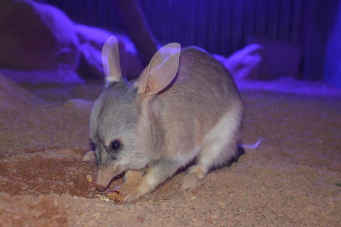 Kuranda Wildlife Experience Three Attraction Pass - Pubs and Clubs 0