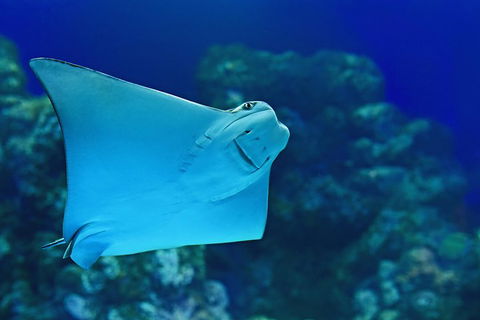 Cairns Aquarium Family Ticket - Pubs and Clubs 0